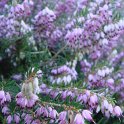 Erica cinerea 'Cevennes' fleur